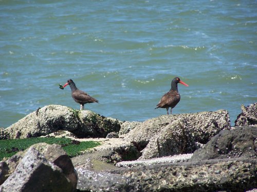 Shore Birds